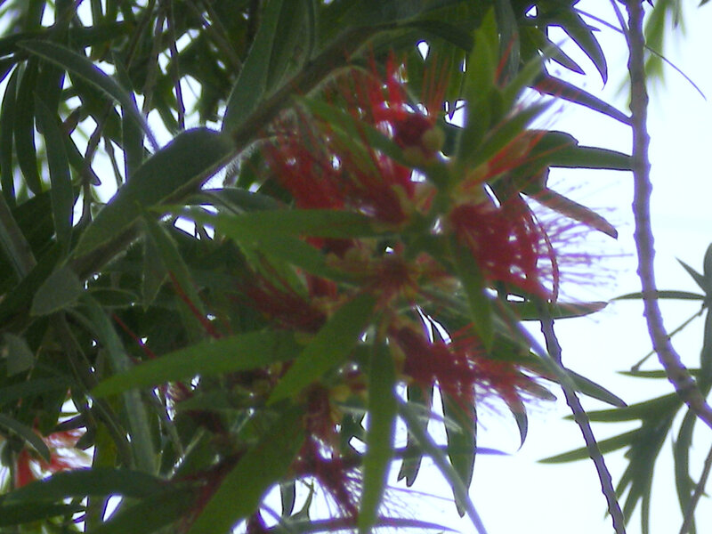 Red Bottlebrush Flower — Natural