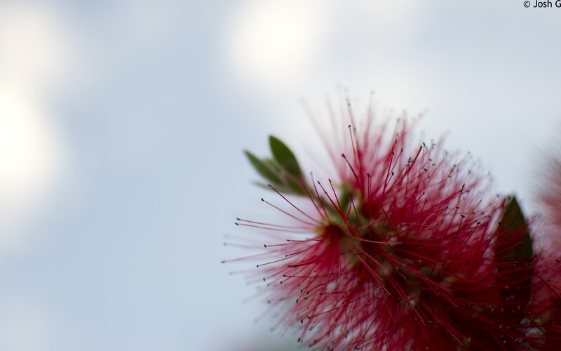 Red Bottlebrush Flower — Serene