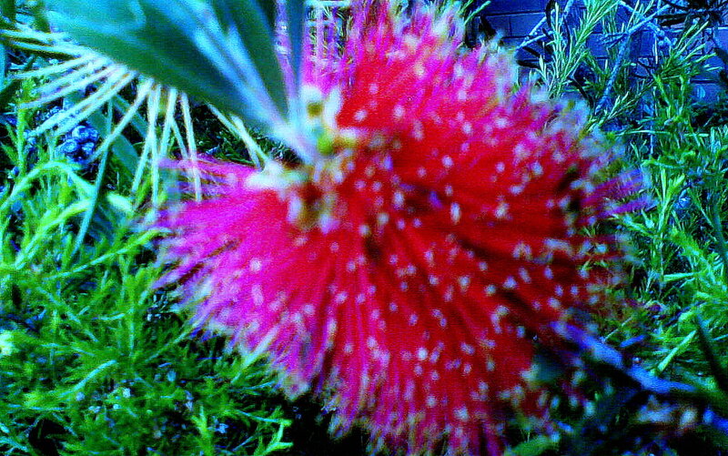 Red Bottlebrush Flower — Vibrant