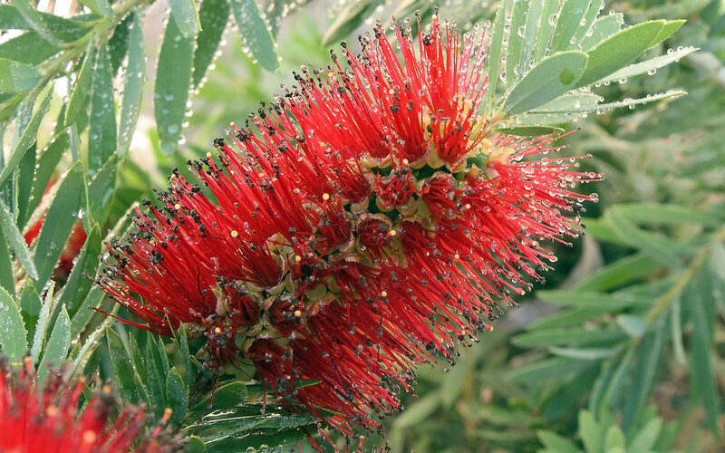 Red bottlebrush flower with dew