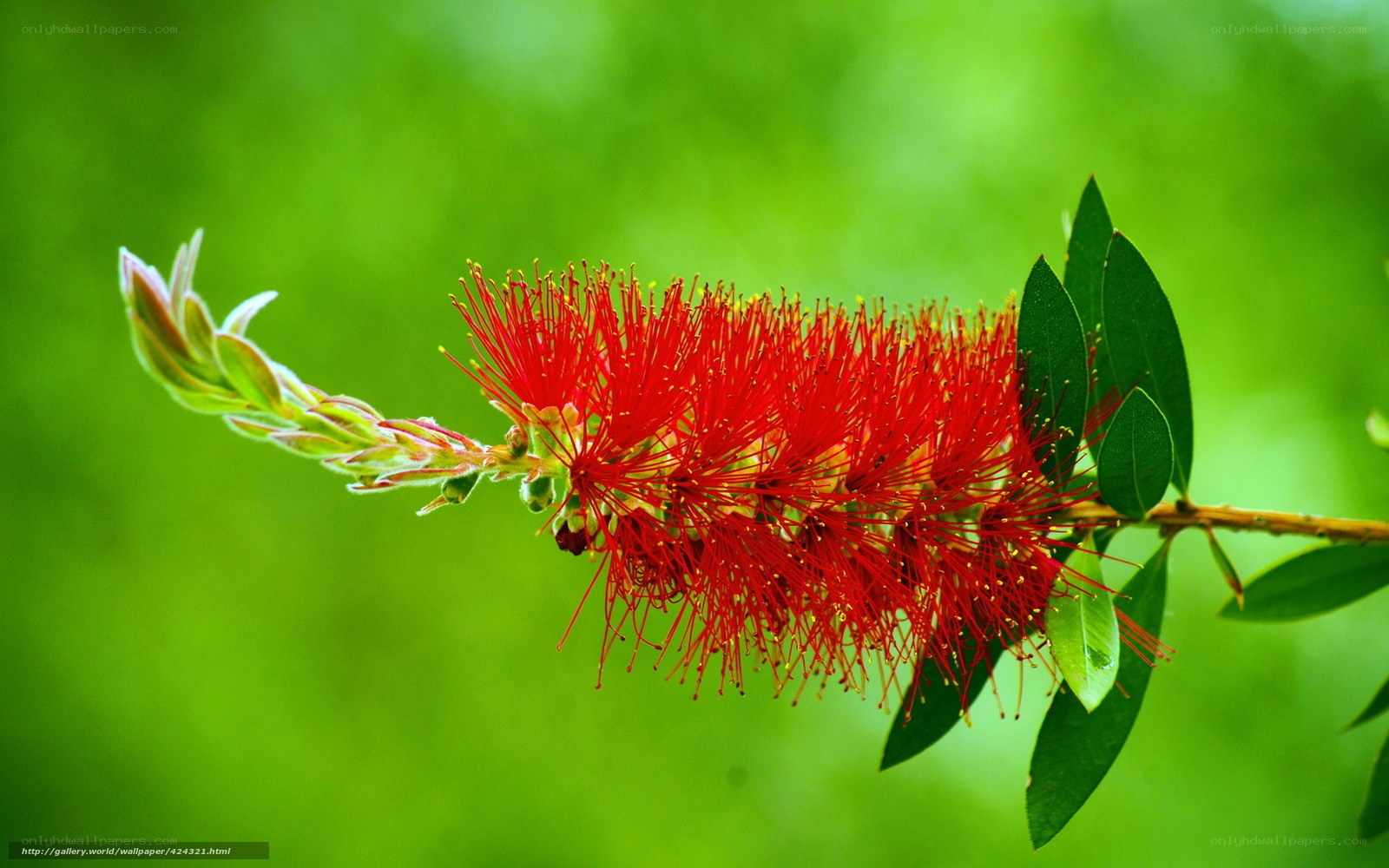Red bottlebrush flower