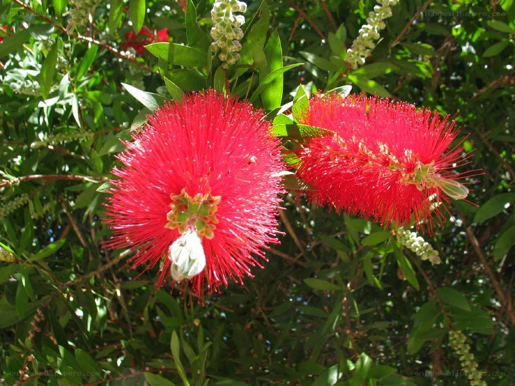 red bottlebrush flowers