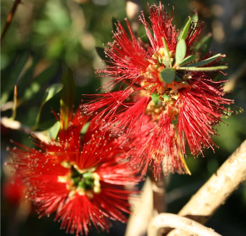Red bottlebrush flowers