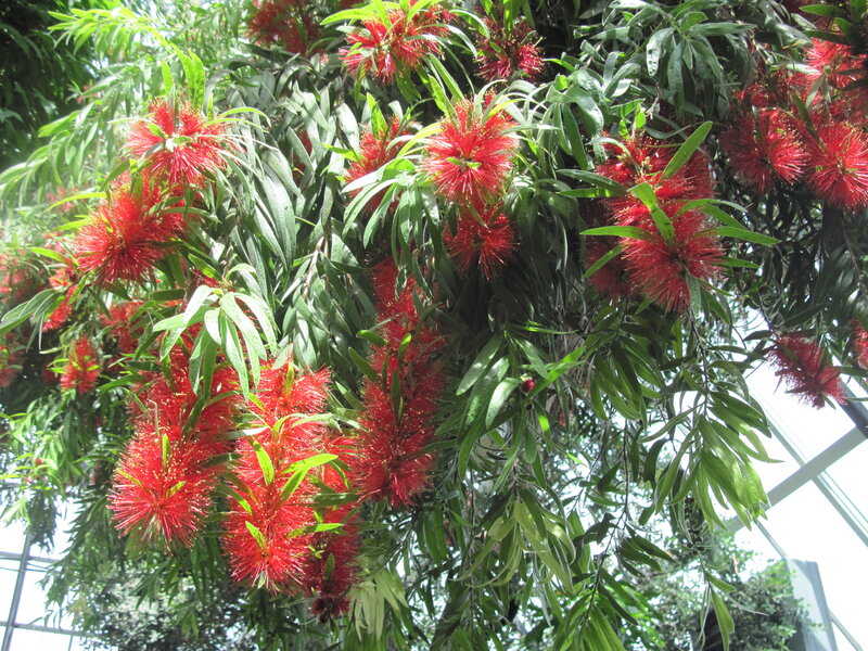 Red Bottlebrush Flowers — Bright, Afternoon, Photograph