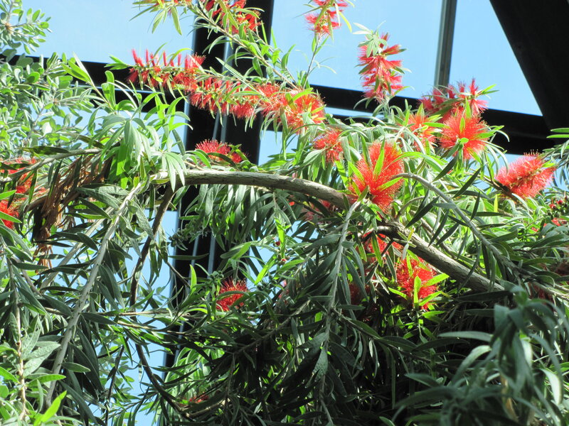 Red Bottlebrush Flowers — Bright, Afternoon