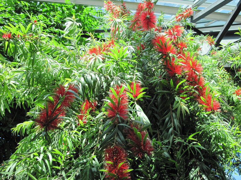 Red Bottlebrush Flowers — Bright