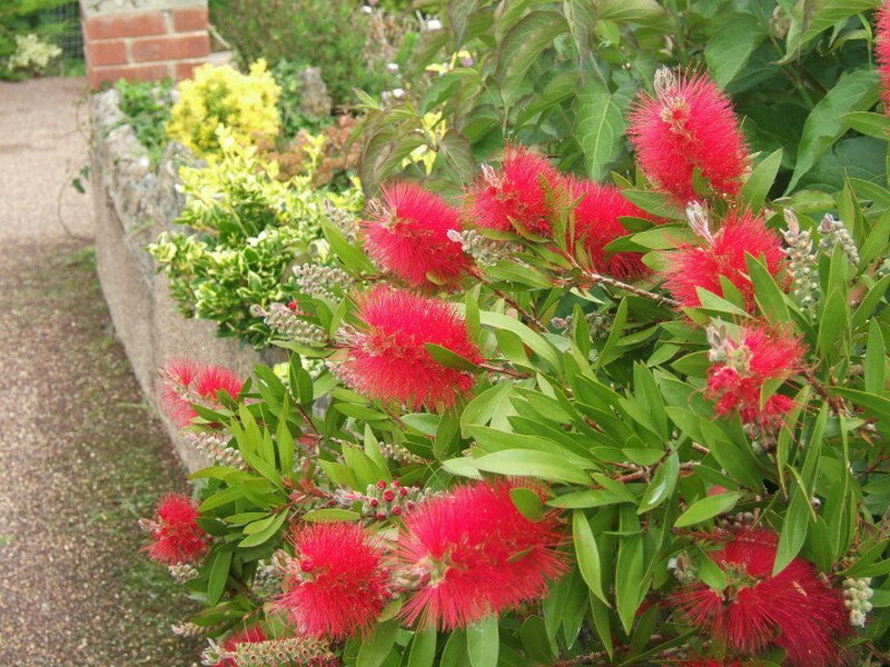Red Bottlebrush Flowers — Calm