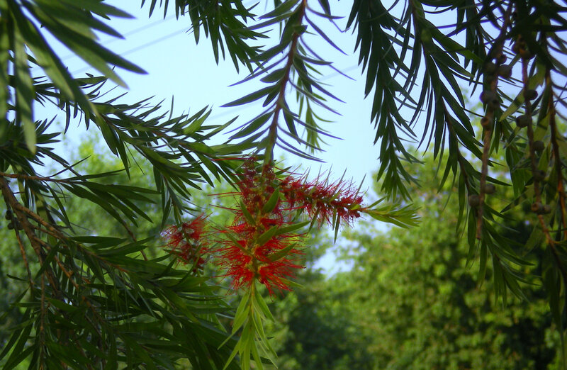 Red Bottlebrush Flowers — Green