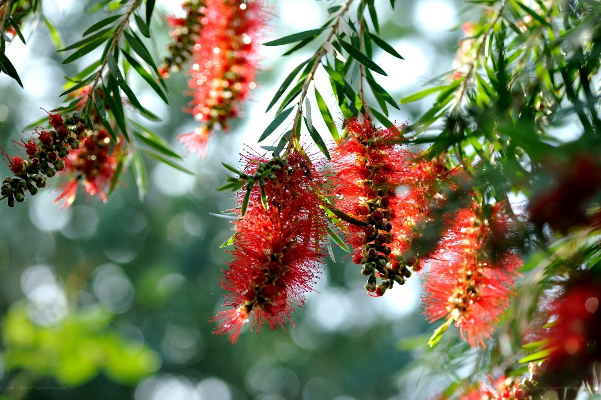 Red bottlebrush flowers in bloom