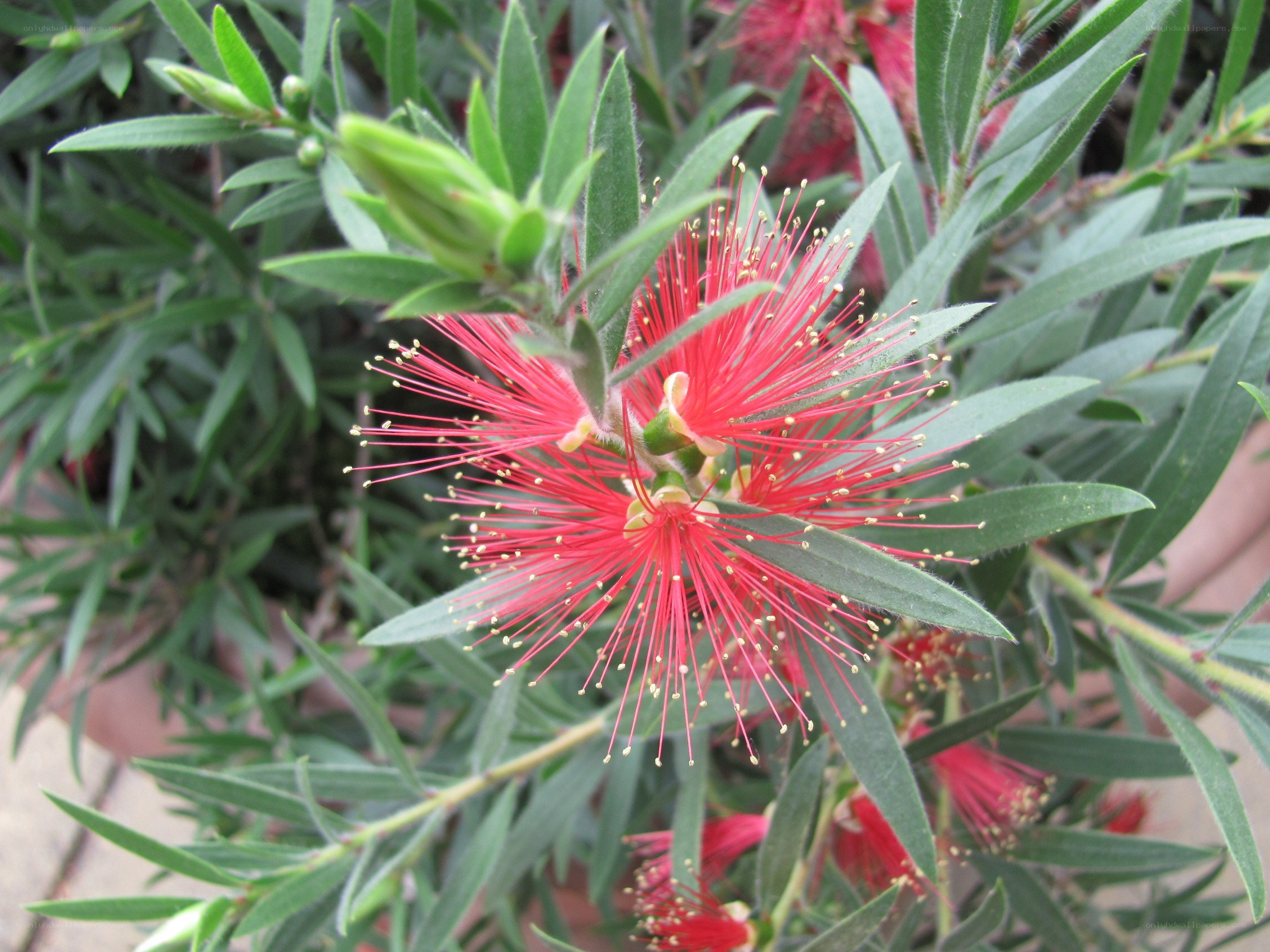 Red bottlebrush flowers in bloom