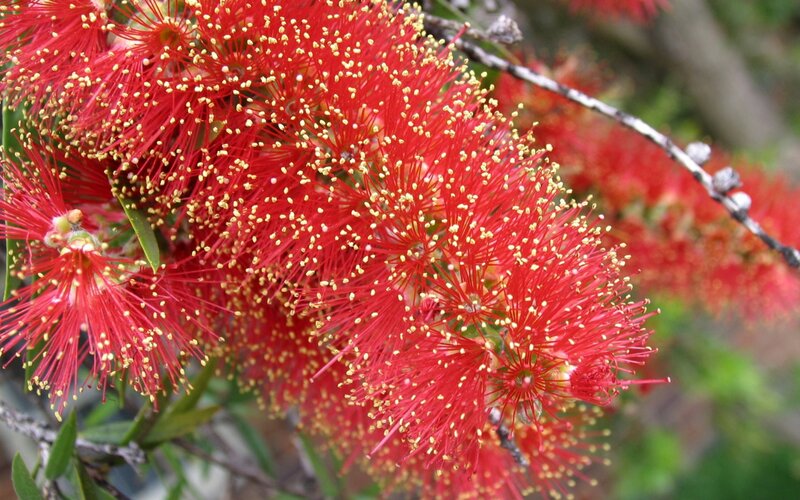 Red Bottlebrush Flowers — Natural, Afternoon, Photograph, Branch