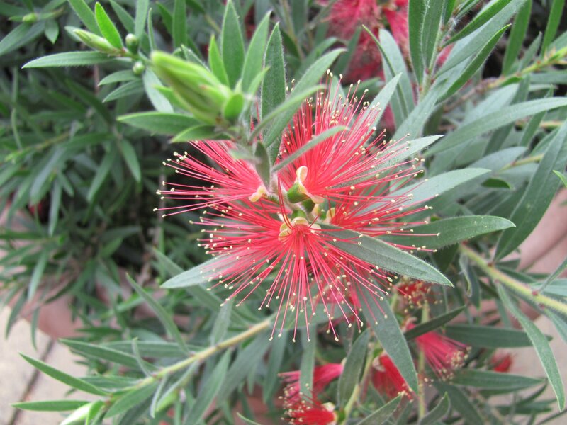 Red Bottlebrush Flowers — Natural, Afternoon, Photograph, Green Leaves, Flower Buds, Plant