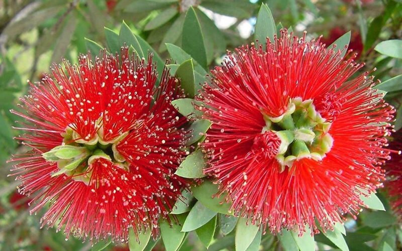 Red Bottlebrush Flowers — Natural, Afternoon