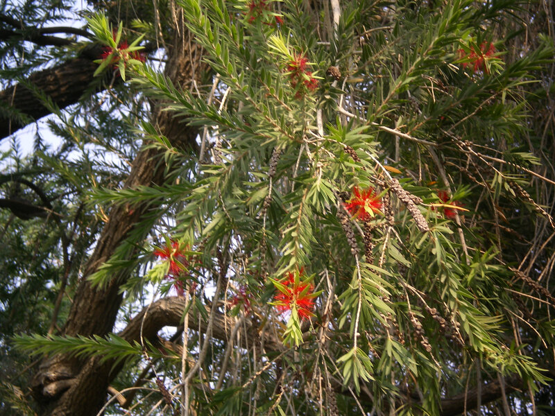 Red Bottlebrush Flowers — Natural, Daytime