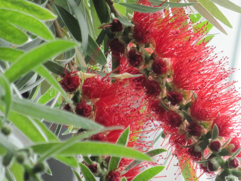 Red Bottlebrush Flowers — Natural, Photograph