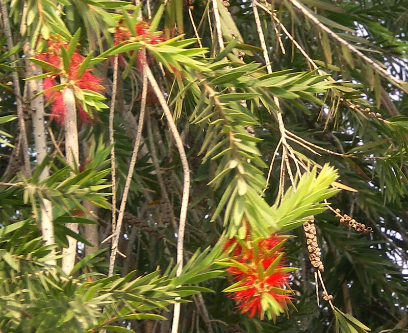 Red Bottlebrush Flowers — Natural