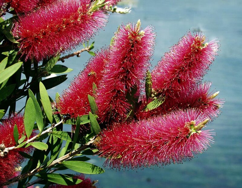 Red Bottlebrush Flowers — Serene