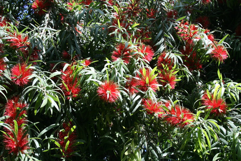 Red Bottlebrush Flowers — Vibrant, Afternoon, Photograph