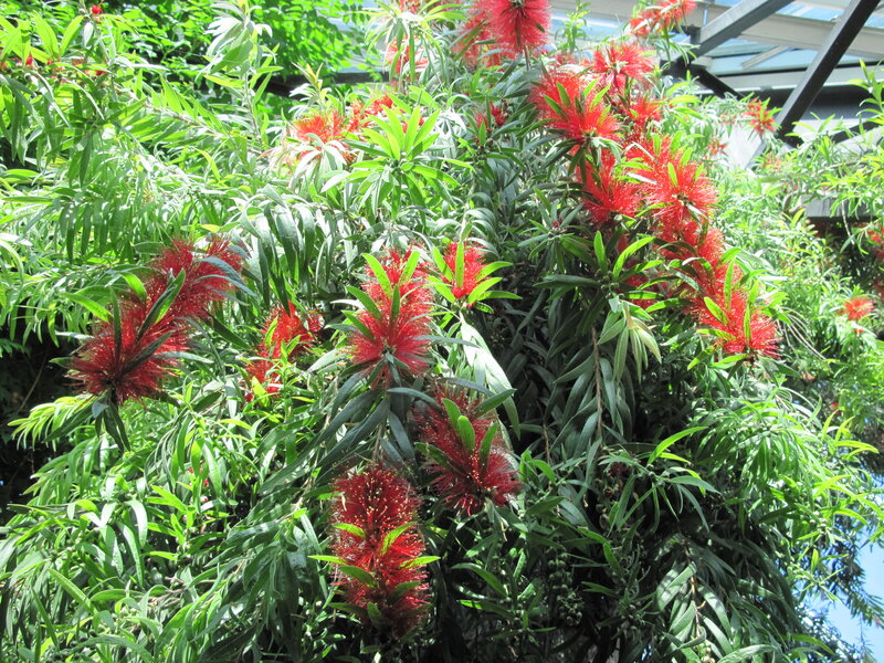 Red Bottlebrush Flowers — Vibrant, Afternoon