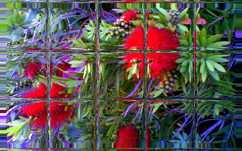 Red Bottlebrush Flowers — Vibrant, Photograph