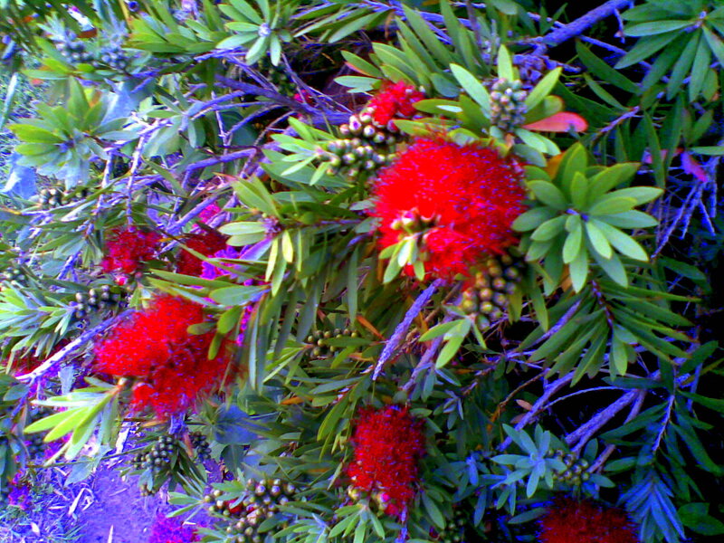 Red Bottlebrush Flowers — Vibrant