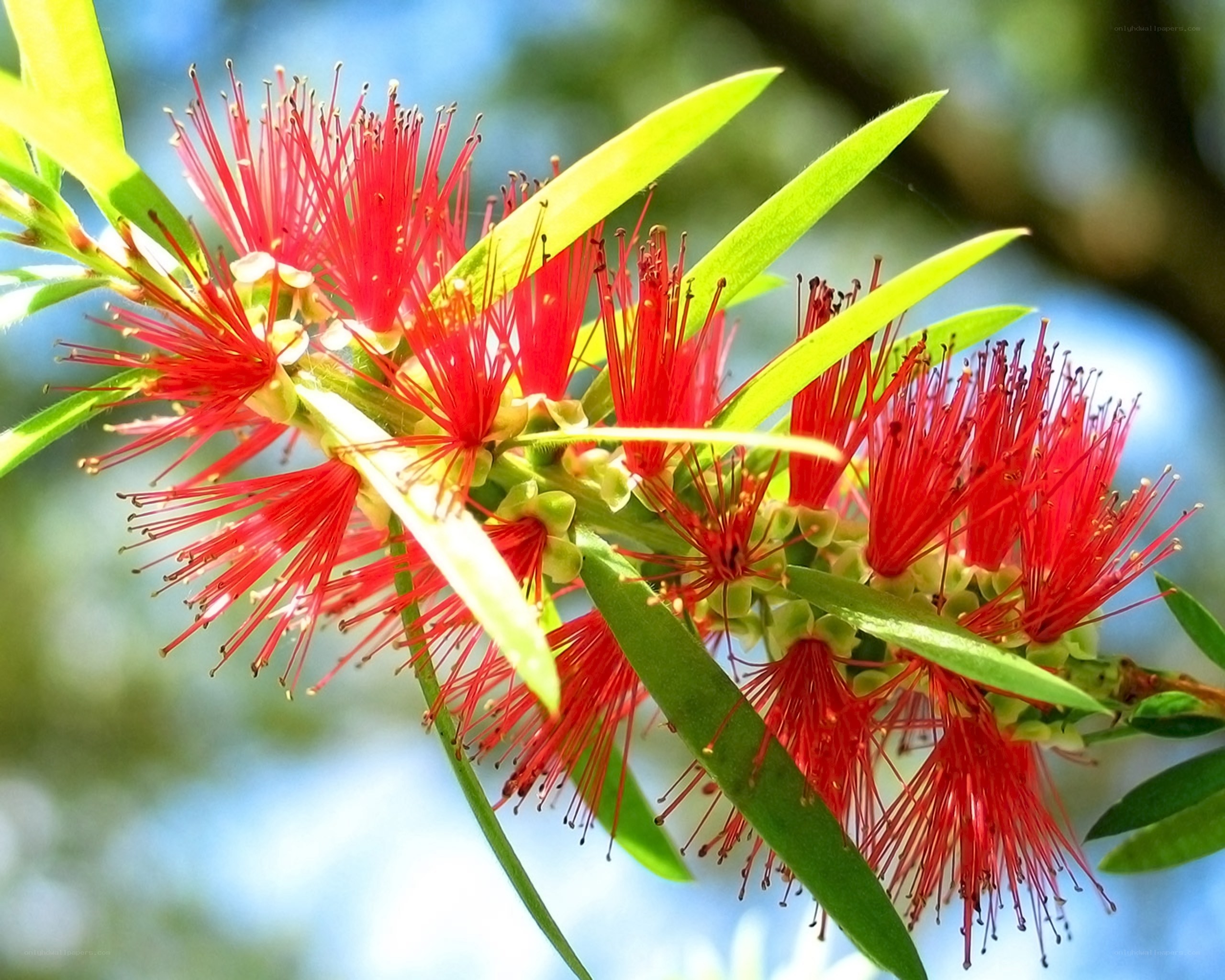 Red bottlebrush flowers
