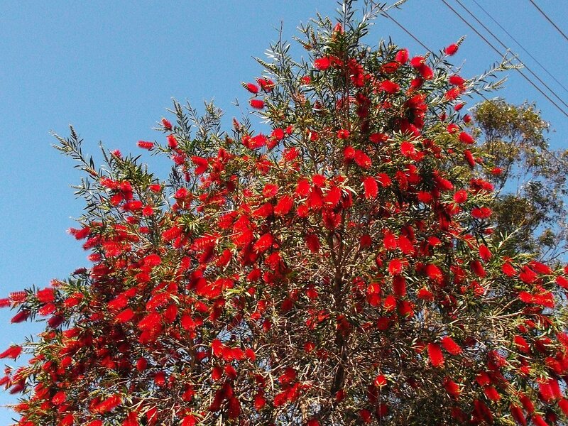 Red Bottlebrush Tree