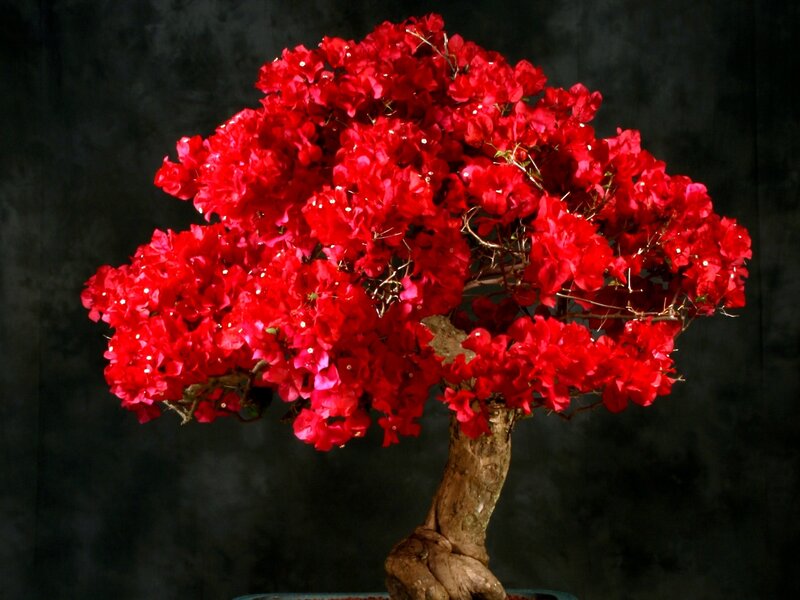 Red bougainvillea bonsai tree