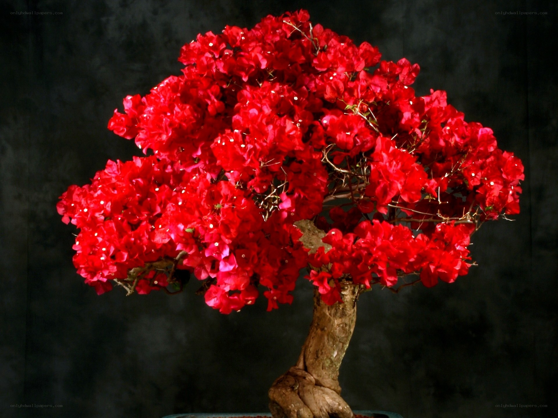 Red bougainvillea bonsai tree