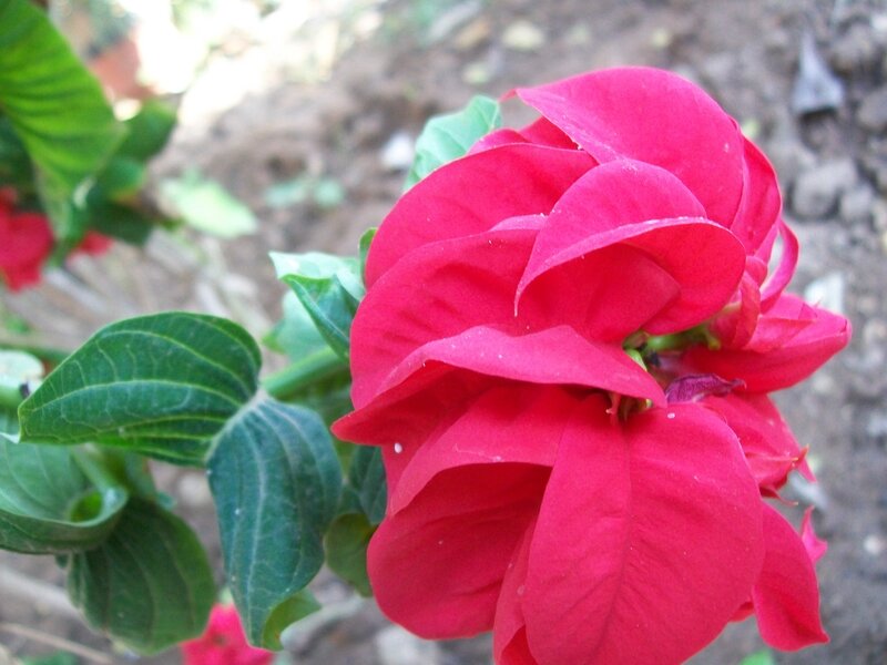 Red Bougainvillea Flower — Natural