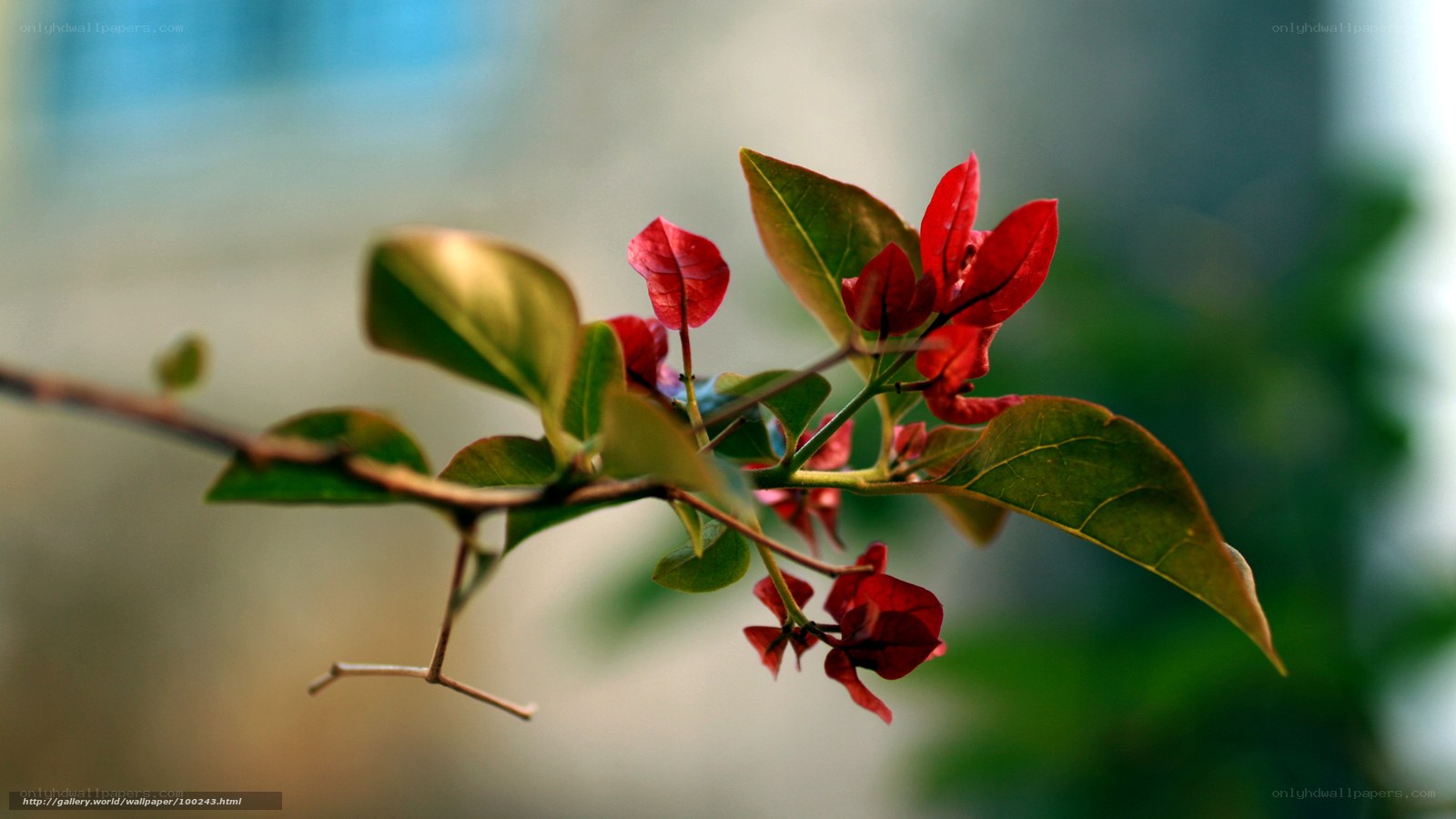 Red Bougainvillea Flower