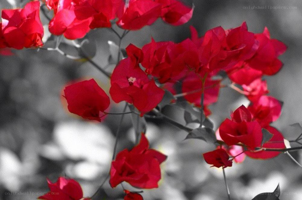 Red Bougainvillea Flowers