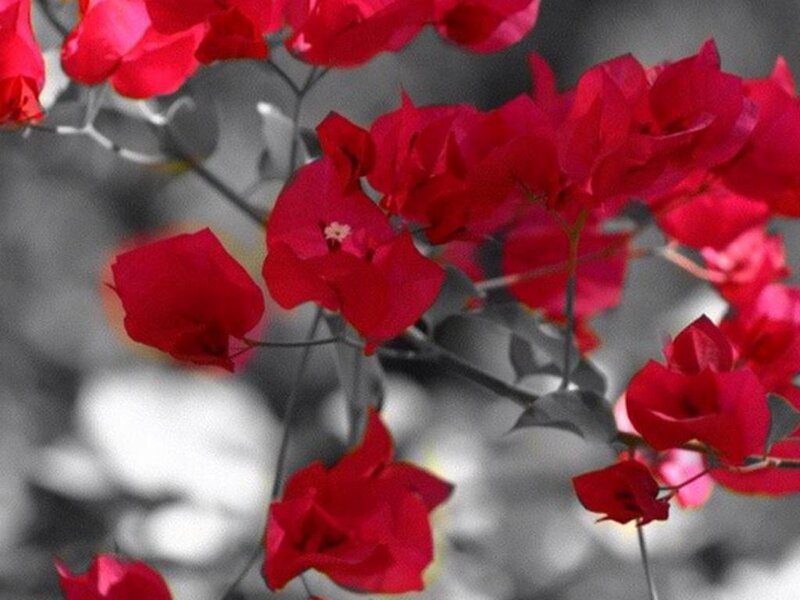 Red Bougainvillea Flowers