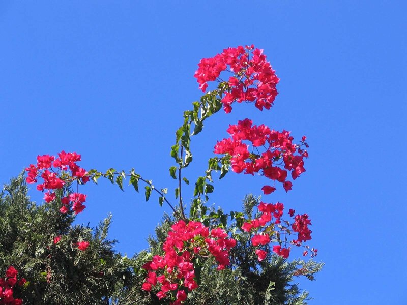 Red Bougainvillea Flowers — Blue