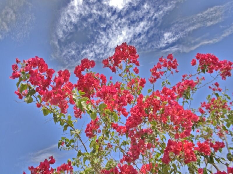 Red Bougainvillea Flowers — Bright