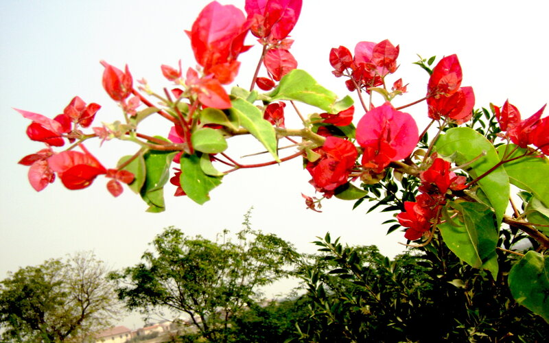 Red Bougainvillea Flowers — Calm