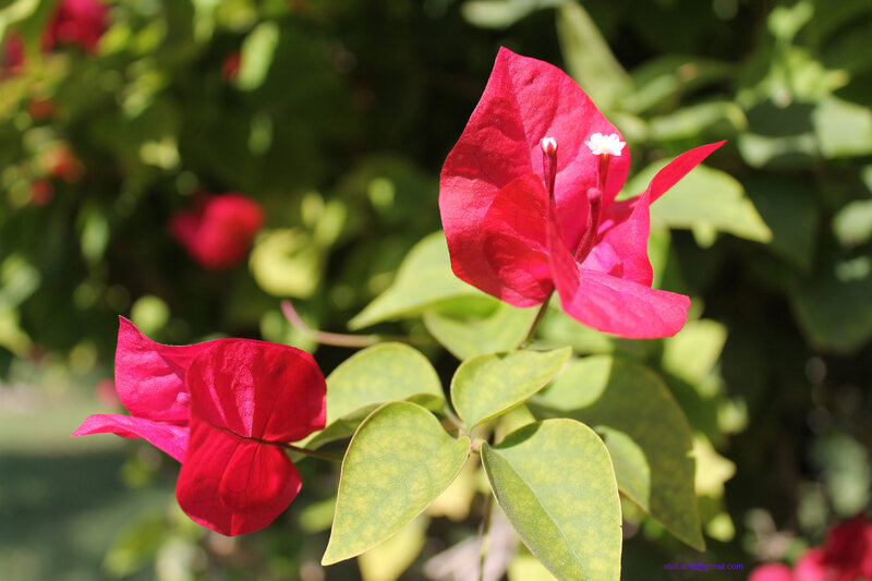 Red Bougainvillea Flowers — Serene, Afternoon, Photograph