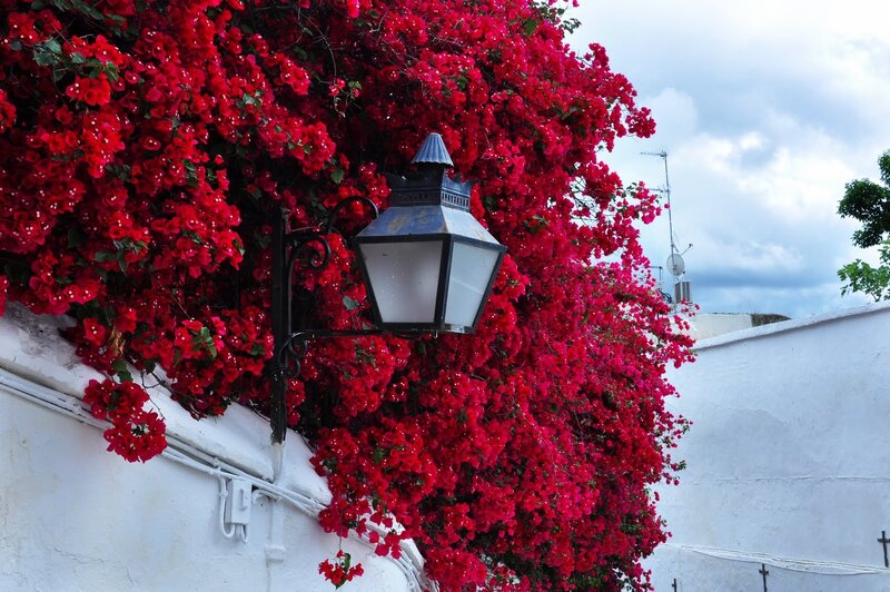 Red Bougainvillea Flowers — Serene, Afternoon