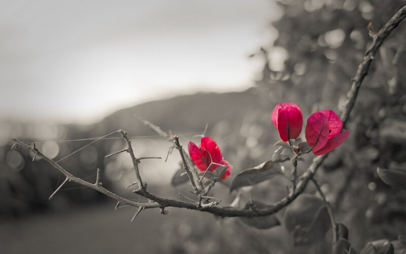 Red Bougainvillea Flowers — Serene, Sunset