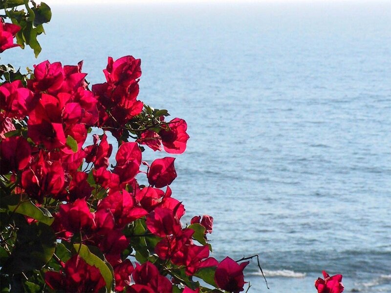 Red Bougainvillea Flowers — Serene