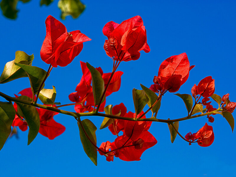 Red Bougainvillea Flowers — Vibrant, Afternoon