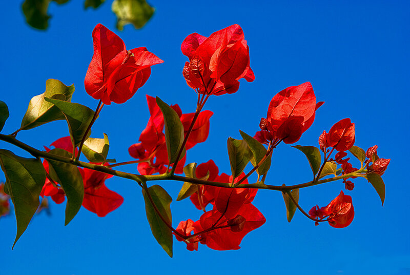 Red Bougainvillea Flowers — Vibrant