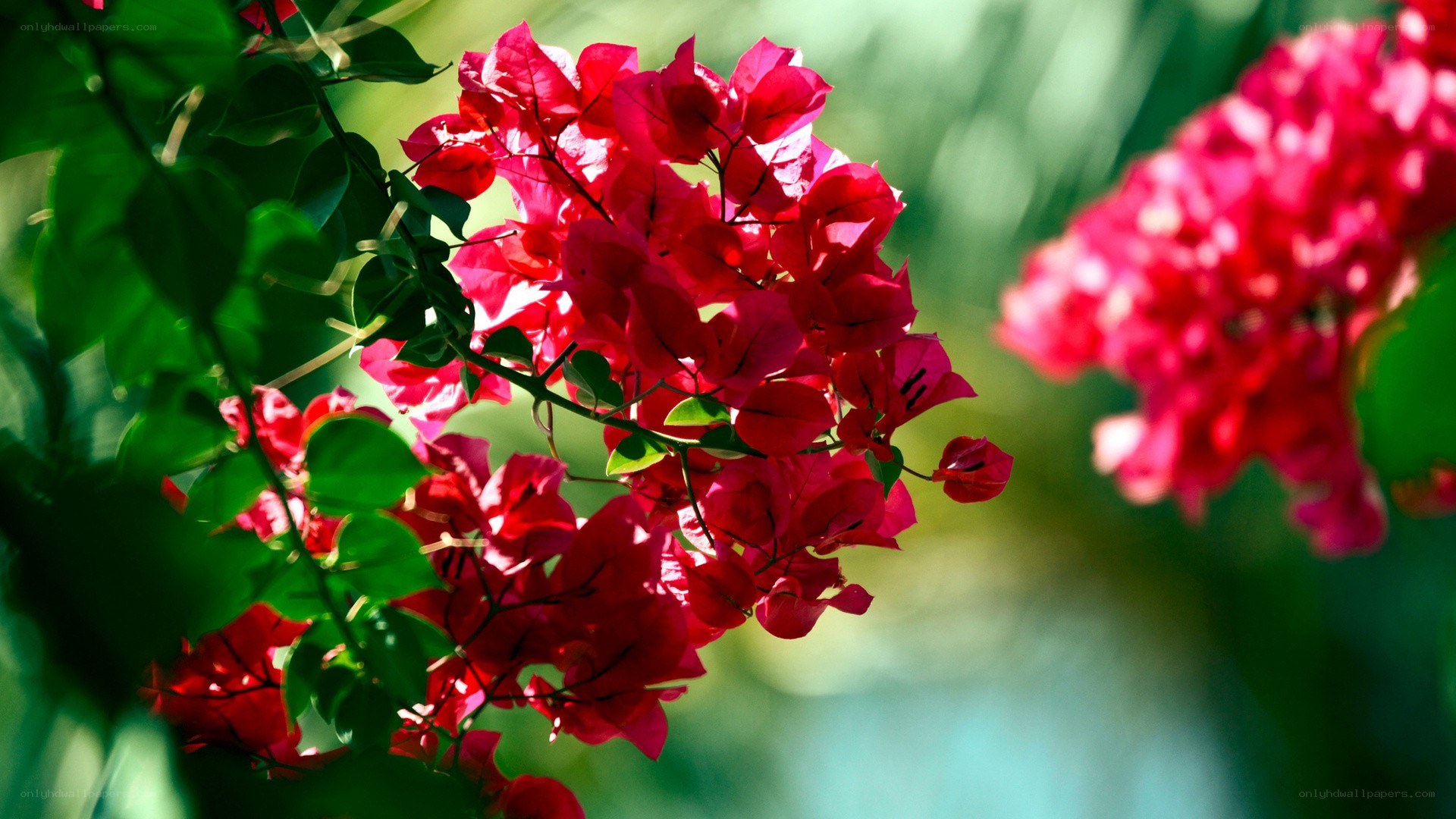 Red bougainvillea in sunlight