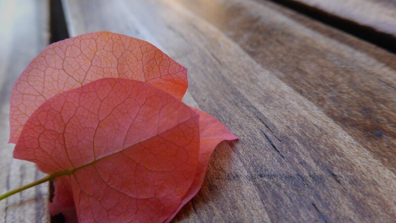 Red Bougainvillea Leaf