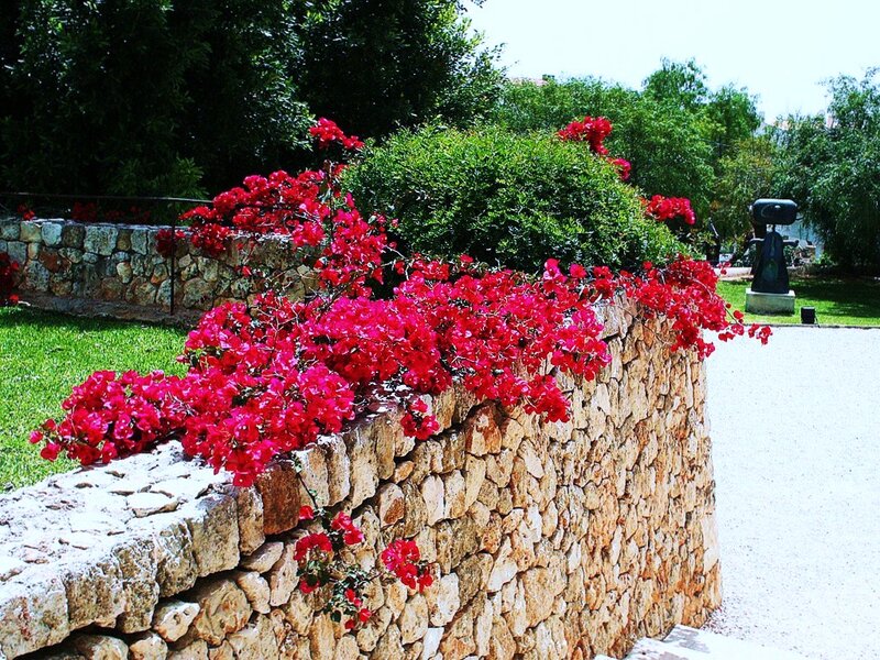 Red Bougainvillea on Stone Wall