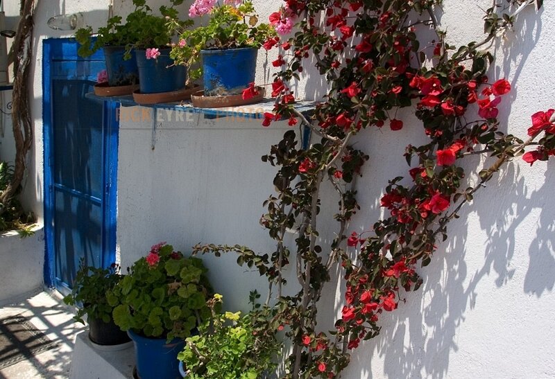Red Bougainvillea on Wall