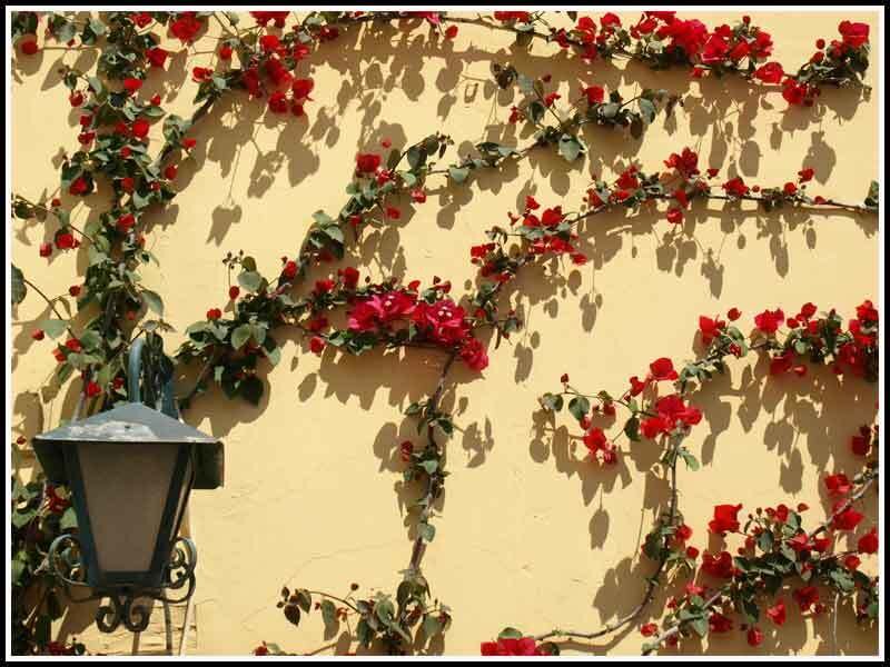 Red Bougainvillea on Wall — Yellow