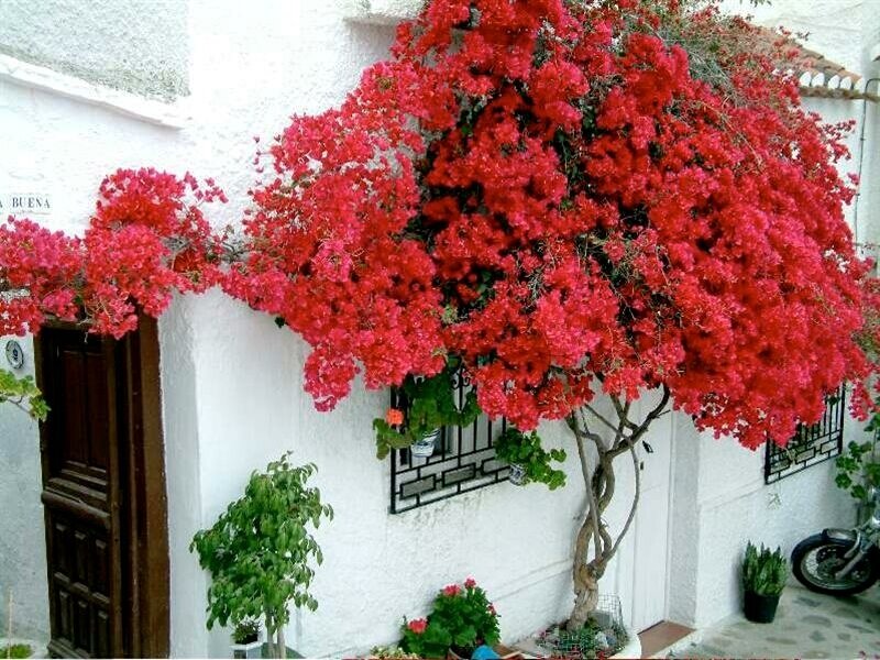 Red bougainvillea on white wall