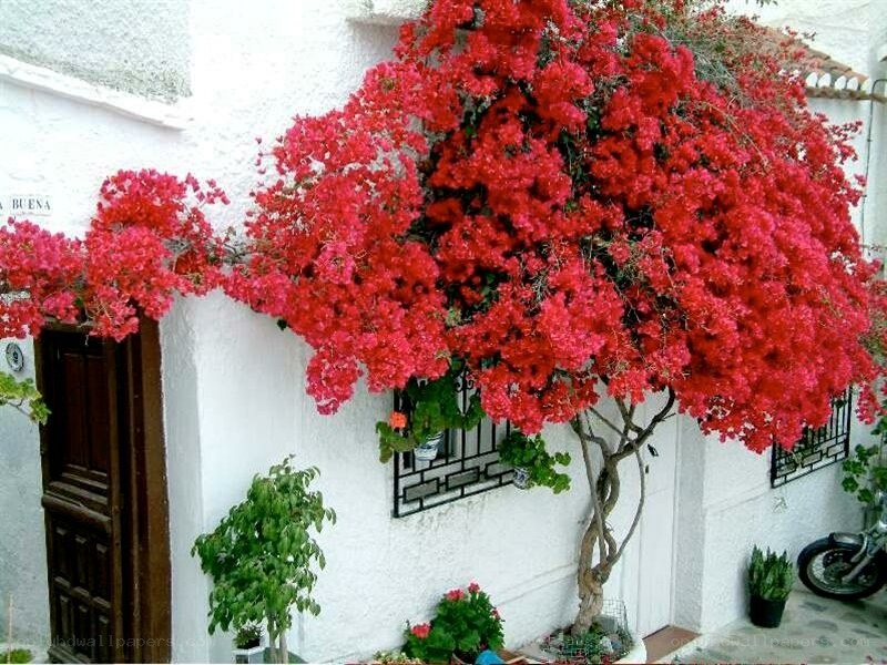 Red bougainvillea on white wall
