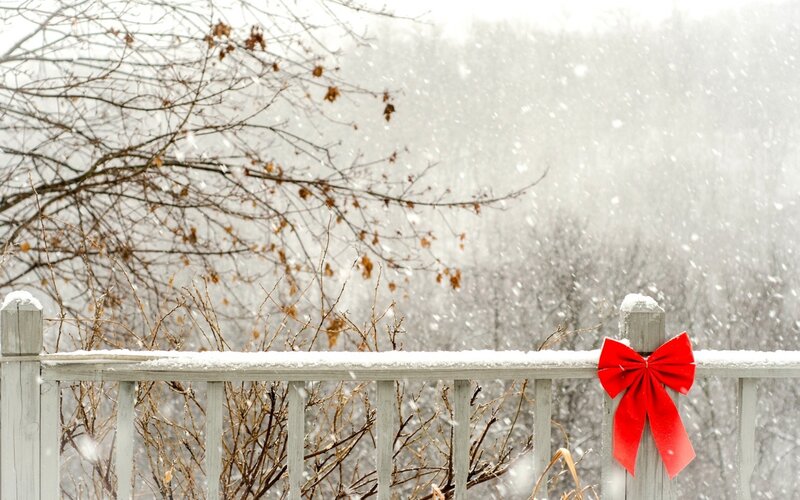 Red Bow on Fence — White